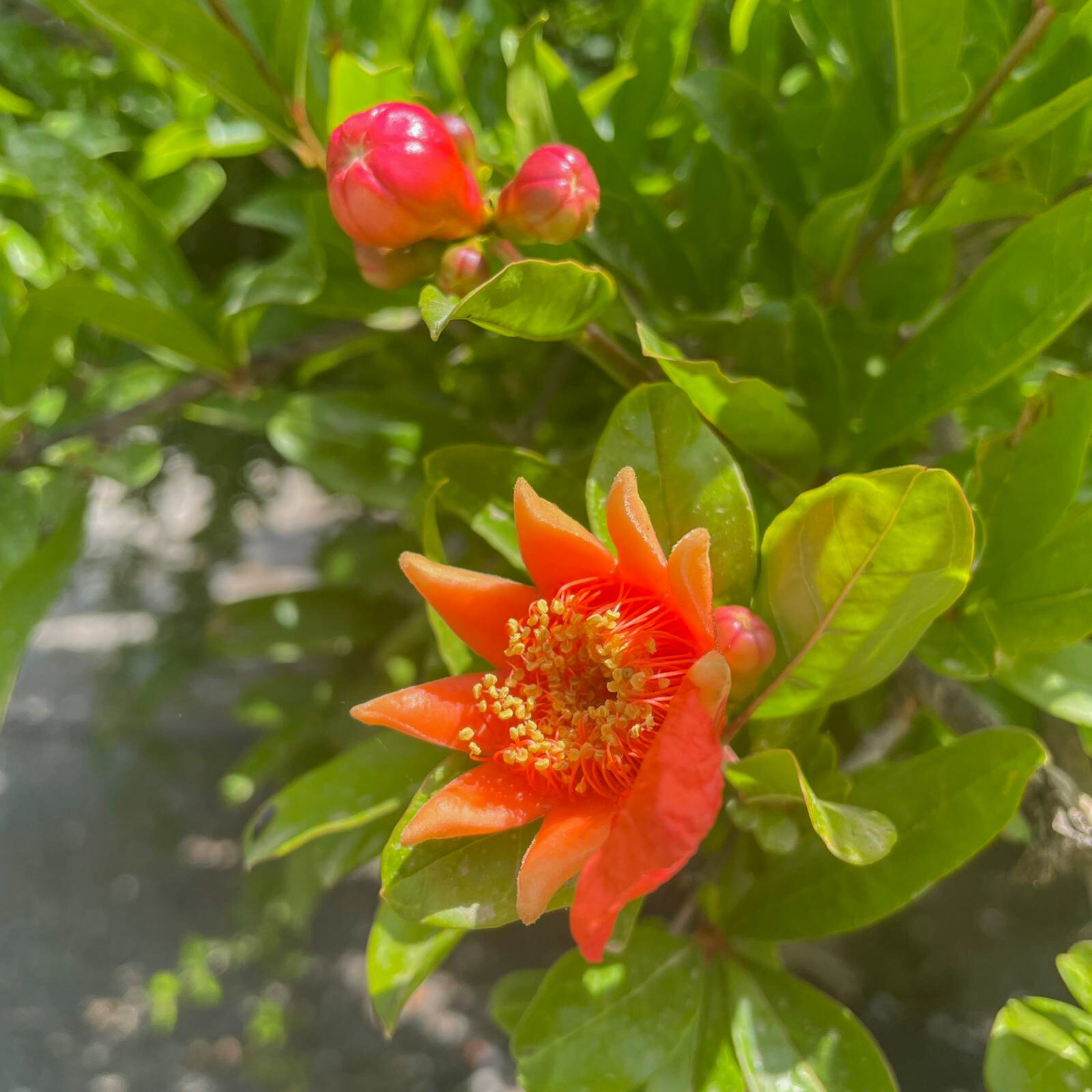 Plant